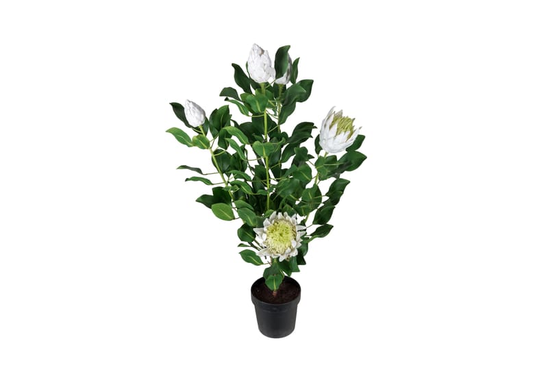 Konstväxt Protea 120 cm - Vit - Inredning - Dekoration & inredningsdetaljer - Konstväxt & plastblommor
