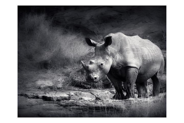 Fototapet Rhino Lost In Dreams 300x231 - Finns i flera storlekar - Inredning - Tapet - Fototapet