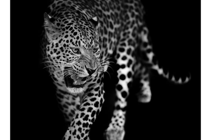 Canvas Leopard 70X100 Cm Vit|Svart 70X100 - Art Link - Inredning - Tavlor & posters - Canvastavla
