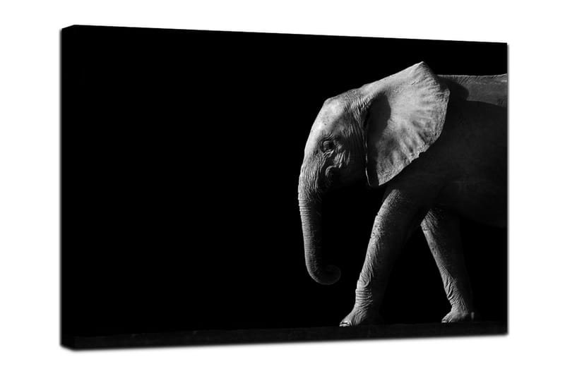 Canvastavla Elephant Black - 75x100 - Inredning - Tavlor & posters - Canvastavla
