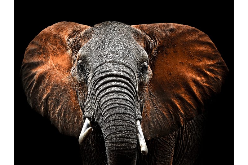 Canvastavla Red Elephant - Finns i flera storlekar - Inredning - Tavlor & posters - Canvastavla