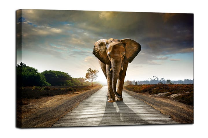 Tavla Canvas Elephant Flerfärgad 100X75 - 75x100 - Inredning - Tavlor & posters - Canvastavla