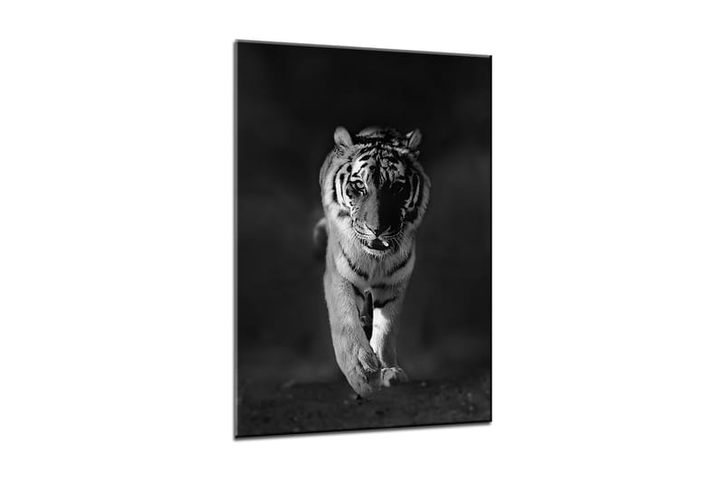 Tavla Canvas Tiger - 50x70 cm - Inredning - Tavlor & posters - Canvastavla