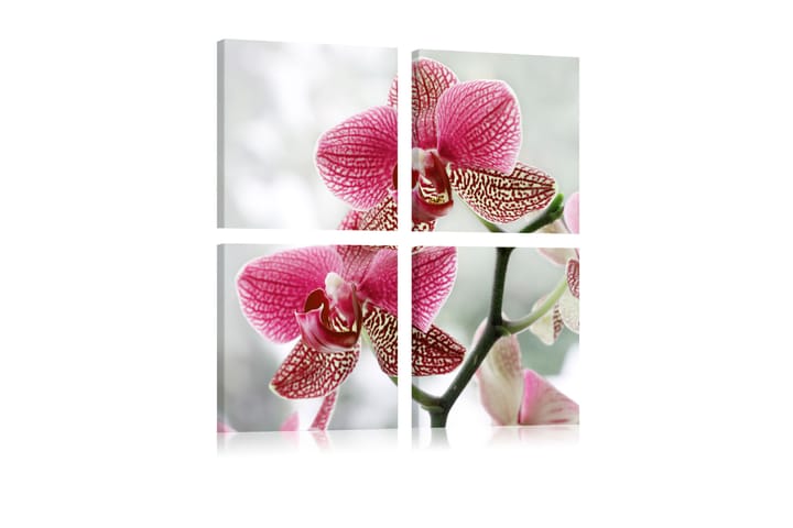 Tavla Fancy orkidé 90x90 - Artgeist sp. z o. o. - Inredning - Tavlor & posters - Canvastavla