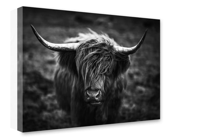 Tavla Highland Horns - 75x100 - Inredning - Tavlor & posters - Canvastavla