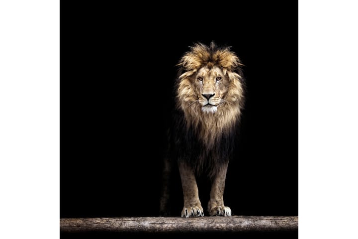 Tavla Lion Svart|Brun|Beige 50X50 - 50x50 cm - Inredning - Tavlor & posters - Canvastavla