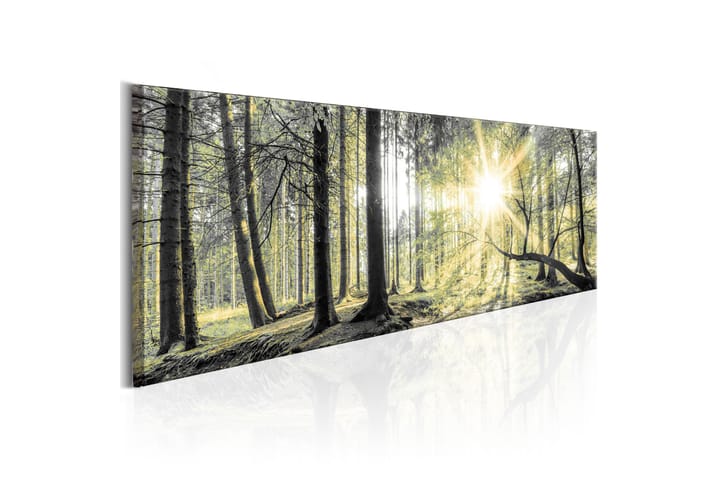 Tavla Morning Forest 150x50 - Artgeist sp. z o. o. - Inredning - Tavlor & posters - Canvastavla