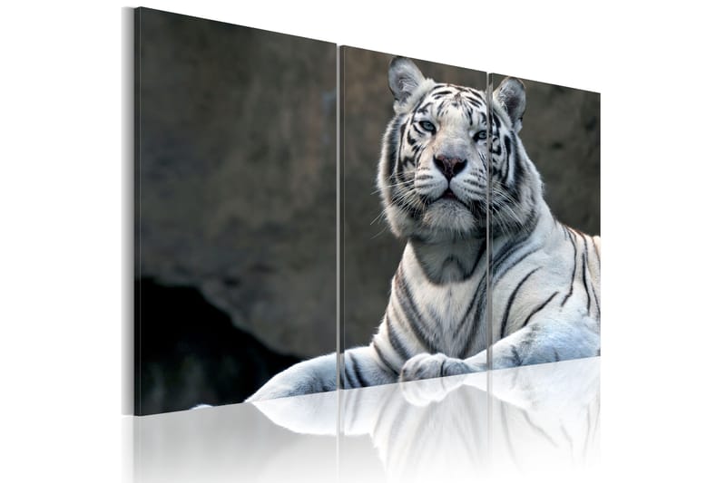 Tavla White Tiger 60x40 - Artgeist sp. z o. o. - Inredning - Tavlor & posters - Canvastavla