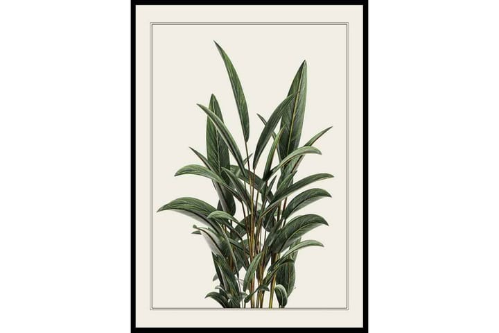 Alpinia Leaves Illustration Grön/Beige - 21x30 cm - Inredning - Tavlor & posters - Posters & prints