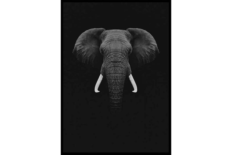 Black Elephant - Finns i flera storlekar - Inredning - Tavlor & posters - Posters & prints