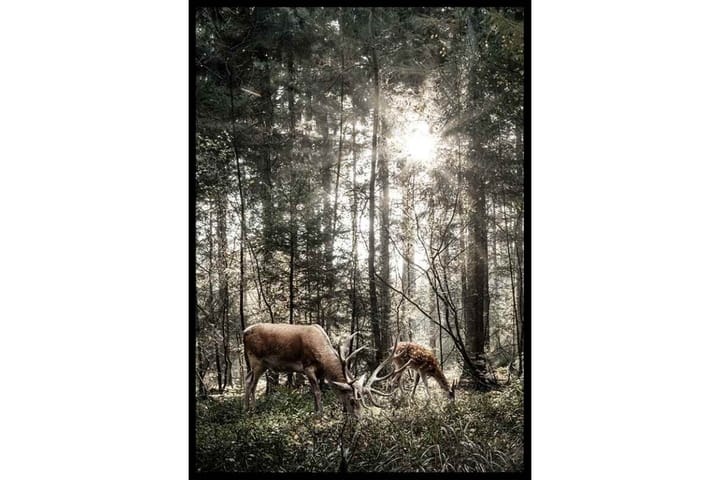 Deer In Sunlight - Finns i flera storlekar - Inredning - Tavlor & posters - Posters & prints