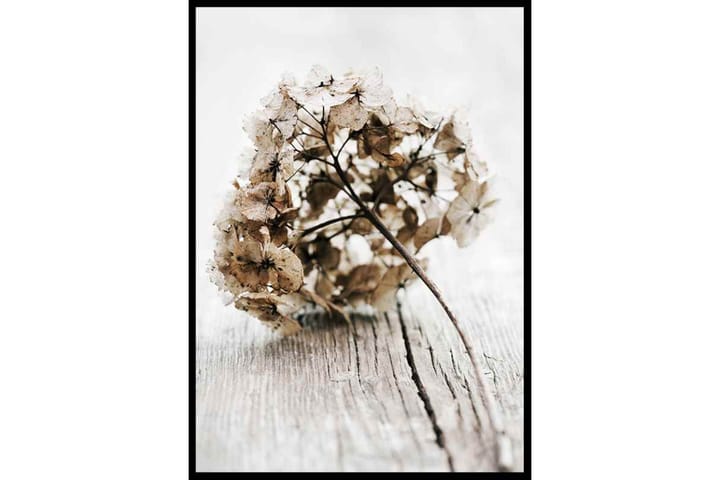 Dried Field Flower No1 - Finns i flera storlekar - Inredning - Tavlor & posters - Posters & prints - Botaniska posters
