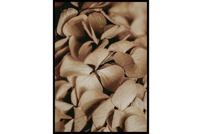 Dried Hydrangea Foto Beige - 21x30 cm - Inredning - Tavlor & posters - Posters & prints