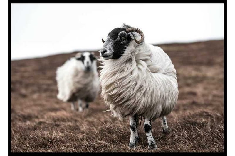 Farm Sheep - Finns i flera storlekar - Inredning - Tavlor & posters - Posters & prints