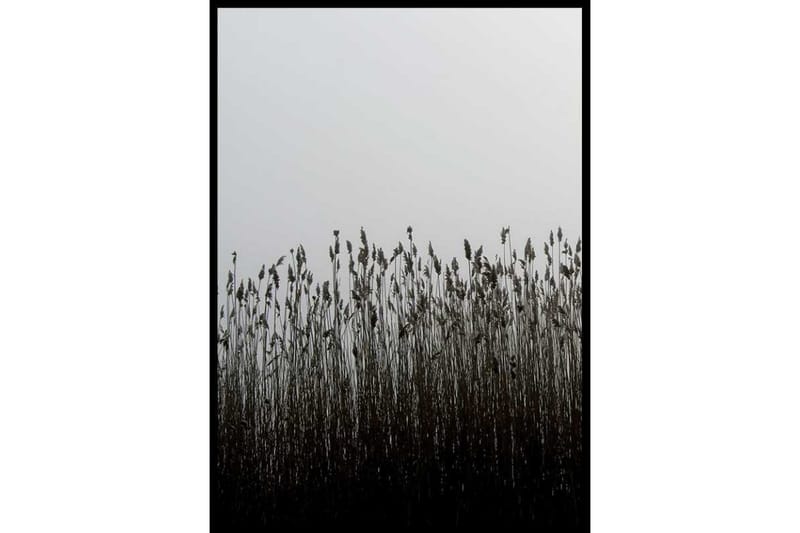 Finest Reed - Finns i flera storlekar - Inredning - Tavlor & posters - Posters & prints