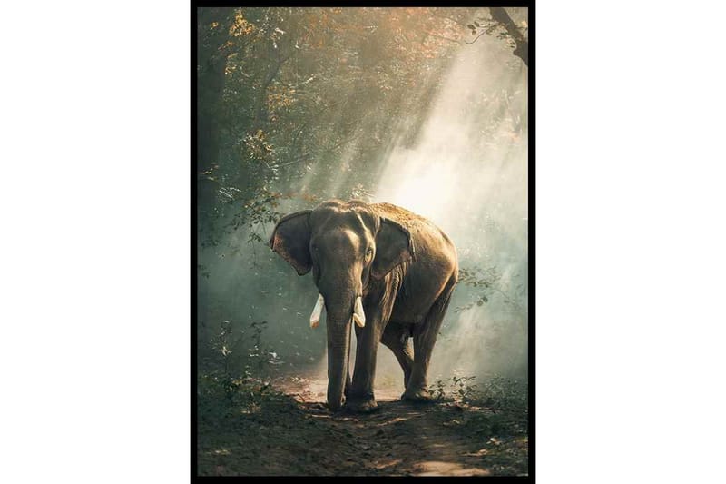 Forest Elephant - Finns i flera storlekar - Inredning - Tavlor & posters - Posters & prints