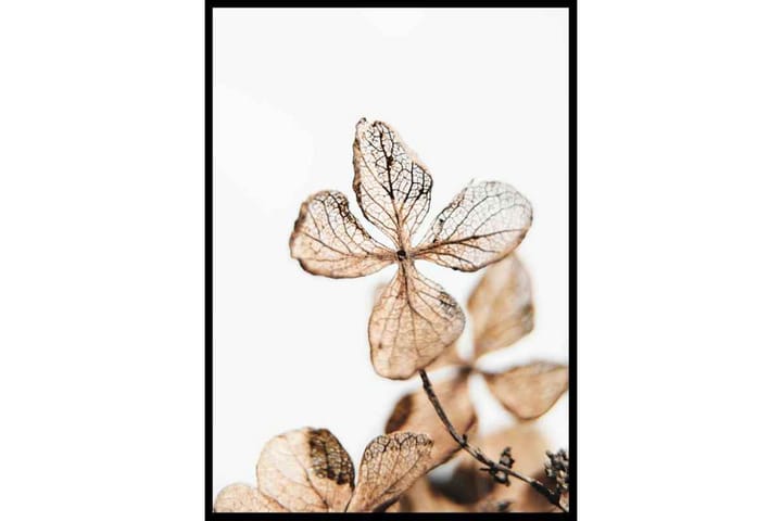 Four Leaves Plant - Finns i flera storlekar - Inredning - Tavlor & posters - Posters & prints