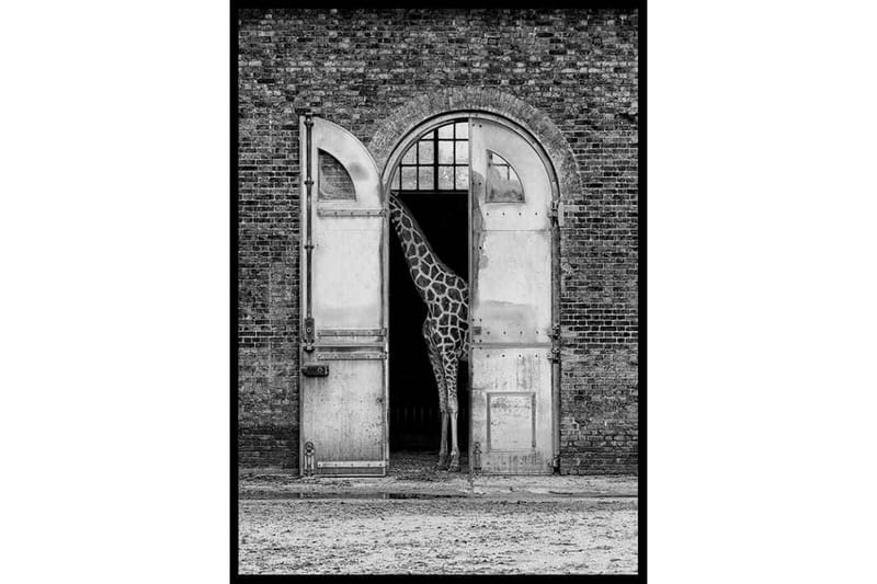 Hiding Giraffe Foto Grå - 70x100 cm - Inredning - Tavlor & posters - Posters & prints