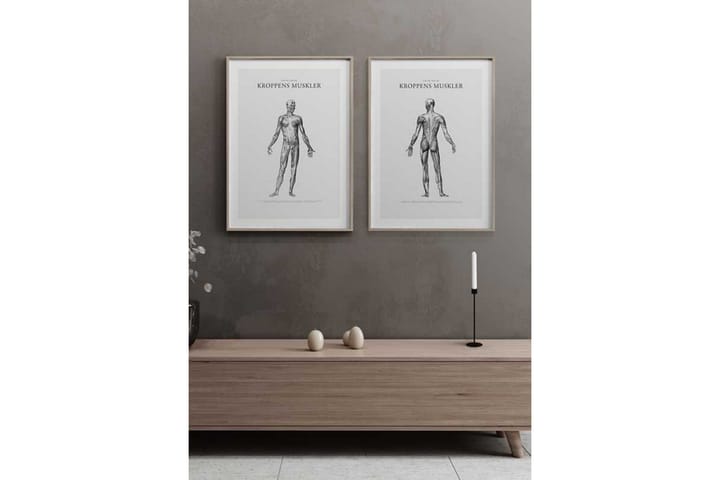 Human Posterior Muscular Anatomy Illustration Svartvit - 21x30 cm - Inredning - Tavlor & posters - Posters & prints