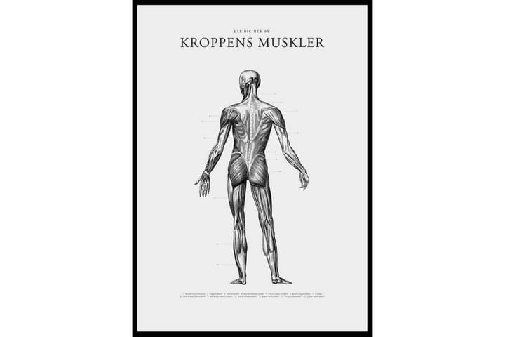Human Posterior Muscular Anatomy Illustration Svartvit - 21x30 cm - Inredning - Tavlor & posters - Posters & prints