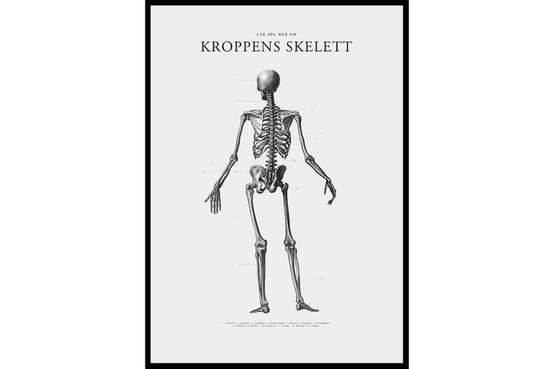 Kroppens Skelett - Finns i flera storlekar - Inredning - Tavlor & posters - Posters & prints