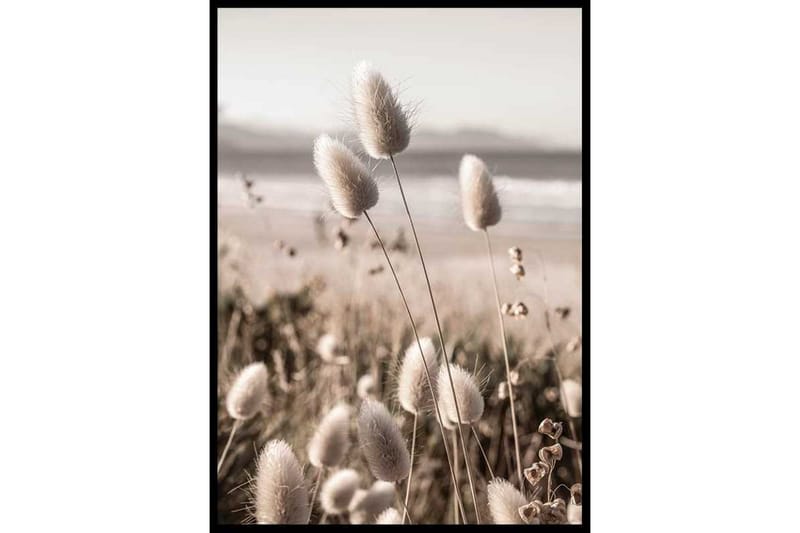 Lagurus Grass Foto Beige - 21x30 cm - Inredning - Tavlor & posters - Posters & prints