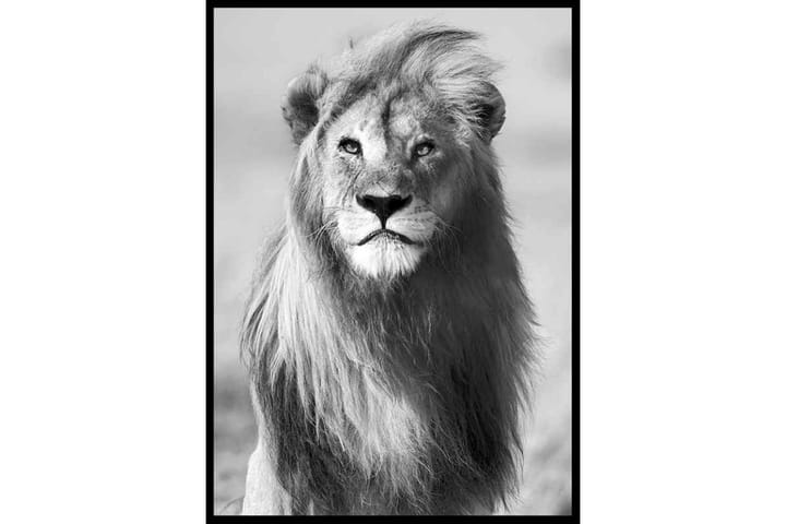 Majestic Lion Foto Svartvit/Grå - 21x30 cm - Inredning - Tavlor & posters - Posters & prints