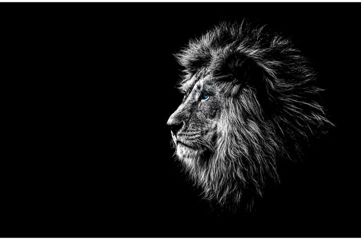 Majestic Lion With Piercing Blue Eyes Foto Svart/Grå - 120x60 cm - Inredning - Tavlor & posters - Posters & prints