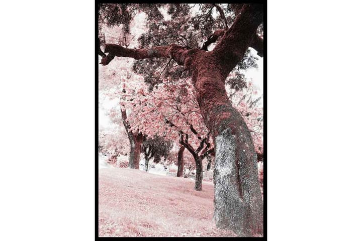 Pink Trees No2 Foto Rosa/Grå - 50x70 cm - Inredning - Tavlor & posters - Posters & prints
