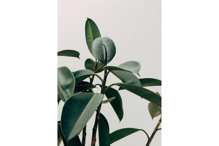 Poster Green Plant Flerfärgad|Grön 50X70 - 50x70cm - Inredning - Tavlor & posters - Posters & prints