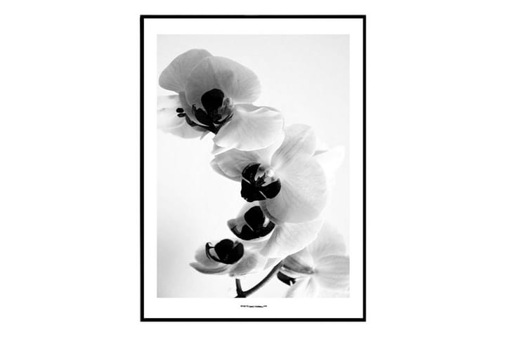 Poster Orkide 30x40 - Wallstars - Inredning - Tavlor & posters - Posters & prints