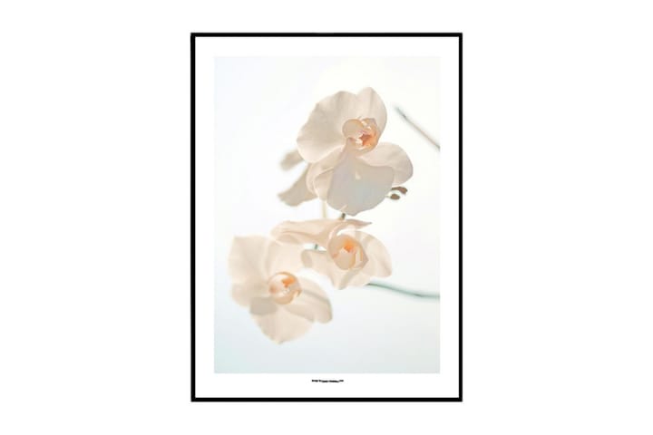 Poster White Moth Orchid Flerfärgad|Rosa|Vit 40X30 - Finns i flera storlekar - Inredning - Tavlor & posters - Posters & prints