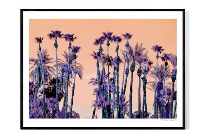 Purple Palm Trees Foto Lila/Orange - 50x70 cm - Inredning - Tavlor & posters - Posters & prints
