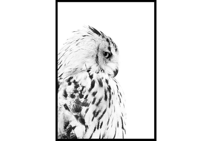 Snow Owl - Finns i flera storlekar - Inredning - Tavlor & posters - Posters & prints - Djur poster