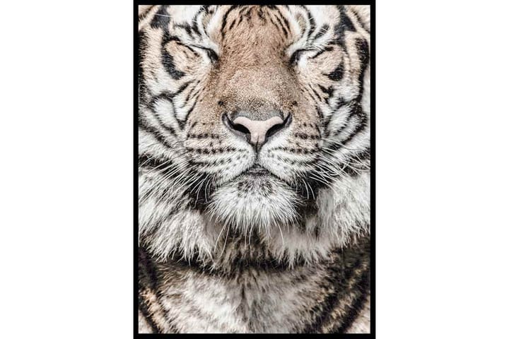 Tiger - Finns i flera storlekar - Inredning - Tavlor & posters - Posters & prints