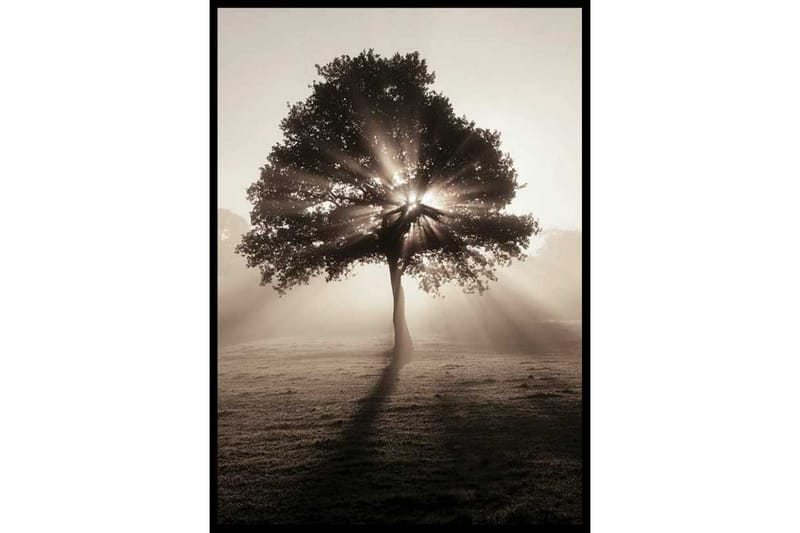 Tree In Sunrise - Finns i flera storlekar - Inredning - Tavlor & posters - Posters & prints
