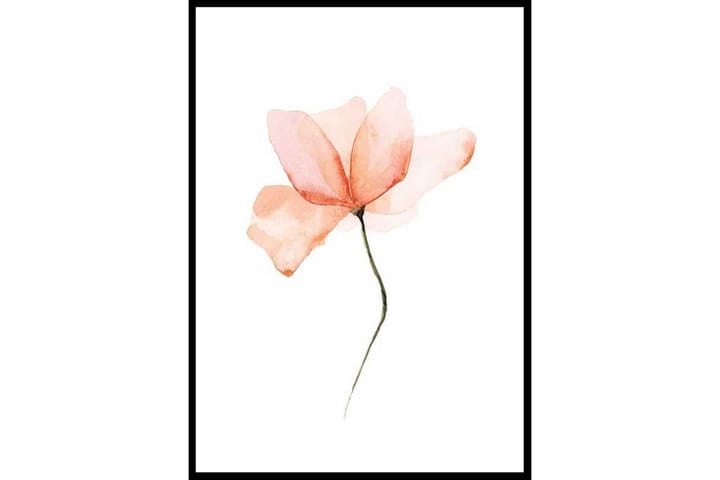 Watercolour Poppy Flower Painting Röd/Vit - 21x30 cm - Inredning - Tavlor & posters - Posters & prints