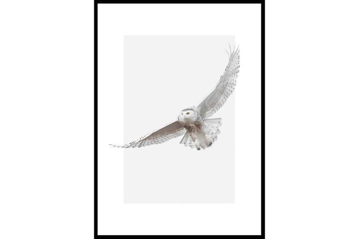 White Owl - Finns i flera storlekar - Inredning - Tavlor & posters - Posters & prints - Djur poster
