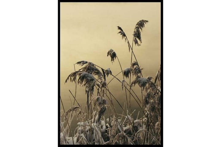 Winter Reed No2 Foto Beige - 30x40 cm - Inredning - Tavlor & posters - Posters & prints