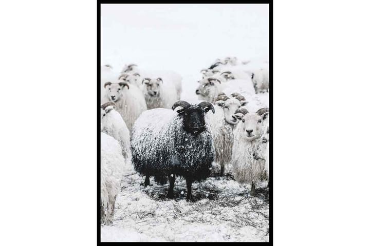 Winter Sheep Foto Grå - 70x100 cm - Inredning - Tavlor & posters - Posters & prints
