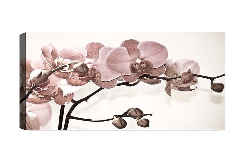 Canvastavla YTY Floral & Botanical Flerfärgad - 120x50 cm - Inredning - Väggdekor - Canvastavlor