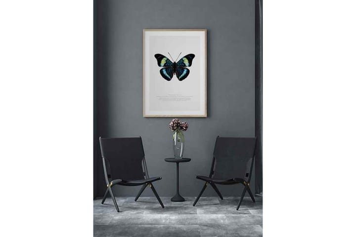 Butterfly Display - Finns i flera storlekar - Inredning - Väggdekor - Posters