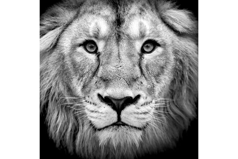 Tavla Asian Lion 70X70 - 70x70 cm - Inredning - Väggdekor - Canvastavlor