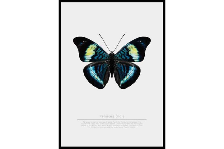 Butterfly Display - Finns i flera storlekar - Inredning - Väggdekor - Posters